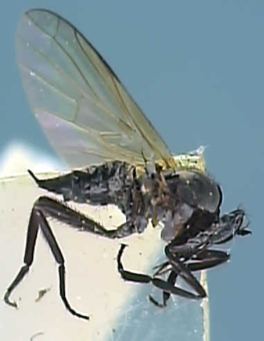 Empis chioptera